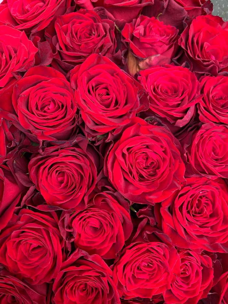 薔薇 アマダの投稿画像 By かずさん 素敵な薔薇のある暮らしとロザリアン と癒しとお花大好き とレッスン用と花のある暮らし 月6月13日 Greensnap グリーンスナップ