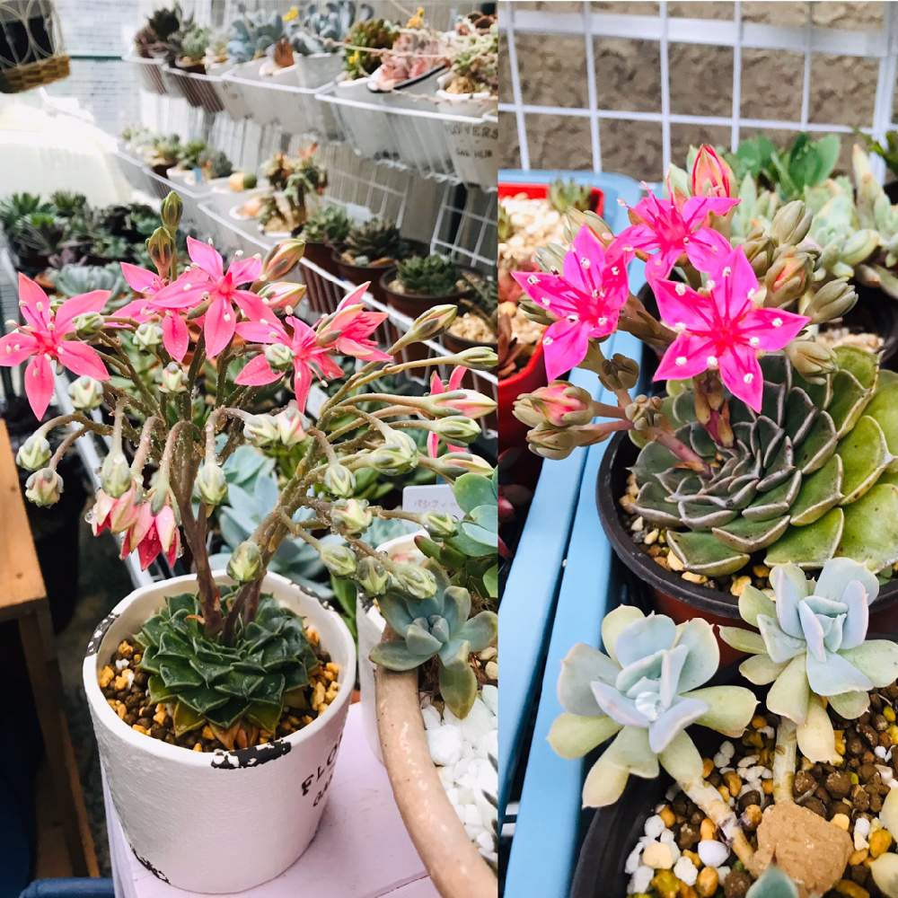 ベルムの投稿画像 By Masayukiさん ベルムの花と多肉植物と感動 とお洒落と記念日と素敵 とベルムのお花と嬉しいと綺麗と誕生日プレゼントと自己満 月6月13日 Greensnap グリーンスナップ