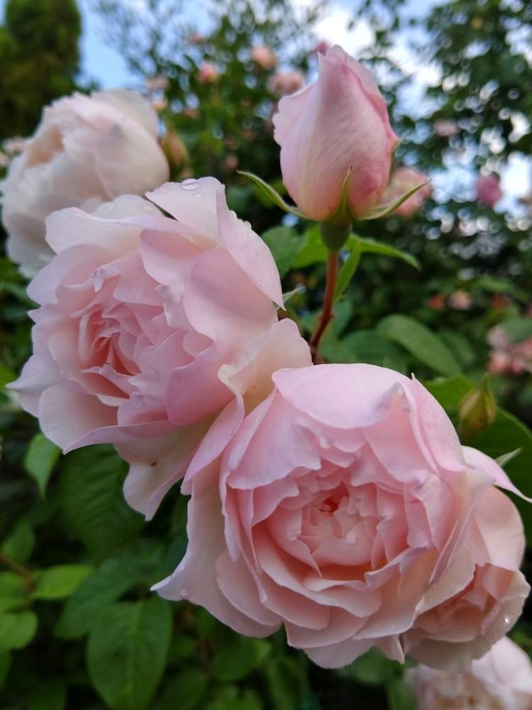強健種の投稿画像 By みこたんガーデンさん ばら バラ 薔薇とつるバラと素敵な色合いと美しいと四季咲き と いいね ありがとうとイングリッシュ ローズと花のある暮らしと薔薇 と色合いがキレイ 月6月13日 Greensnap グリーンスナップ