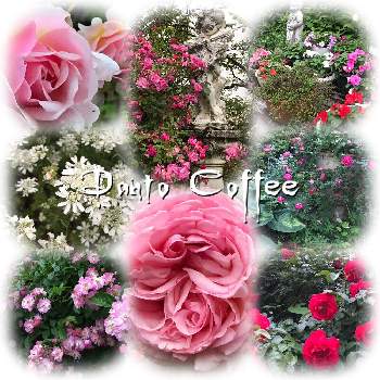 お庭好きお花好きの画像 by だんとコーヒーさん | お庭好きお花好きと小諸とバラと宿根草とナチュラルガーデンとだんとコーヒーとバラ好きと癒しの場所と長野県小諸市と薔薇祭と花のある暮らしとお花咲く喫茶店