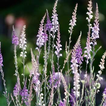 います 460 紙ポットの通販 By Chamii Garden ラクマ リナリア プルプレア イエロー がございま