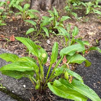 スミレ閉鎖花の投稿画像一覧 Greensnap グリーンスナップ