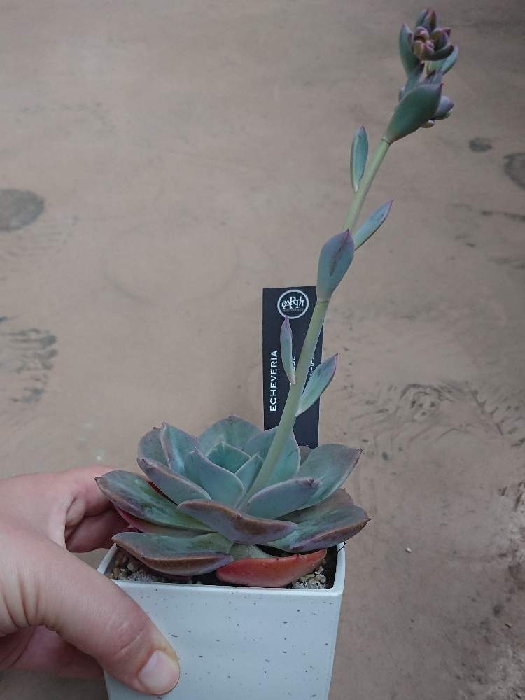 ダスティローズの投稿画像 By もだまるさん エケベリア ダスティーローズと多肉植物とわが家の観葉植物 とおうち園芸と100均観葉植物と成長記録と 多肉多肉多肉と一人暮らし 月6月13日 Greensnap グリーンスナップ