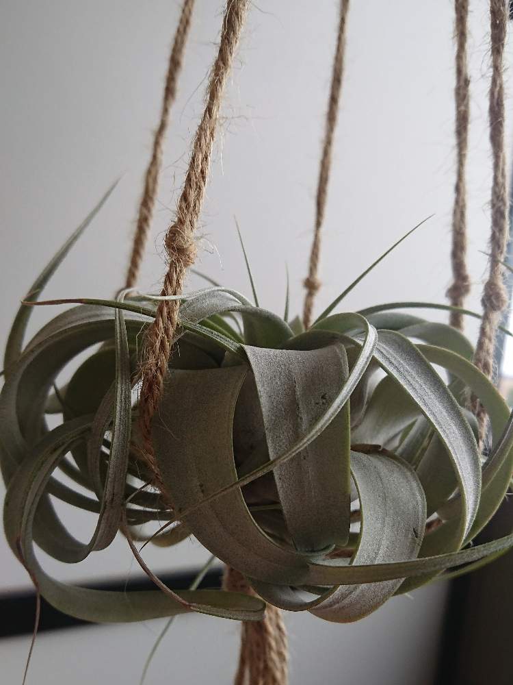 チランジア キセログラフィカの投稿画像 By もだまるさん チランジア キセログラフィカとエアプランツ とエアプランツ キセログラフィカとティランジア キセログラフィカとエアプランツ チランジアとチランジア エアプランツ とおうち園芸と成長記録とエアプランツと