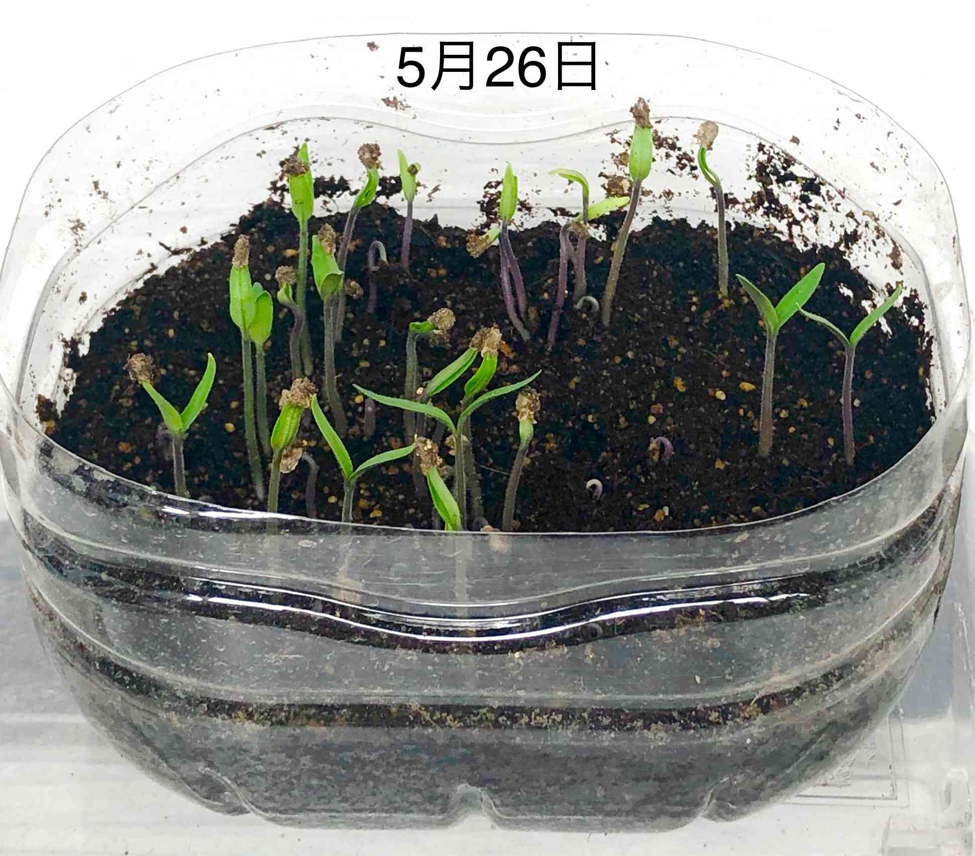 市販のトマトから取り出した種を発芽🌱そして収穫🍅｜🍀GreenSnap