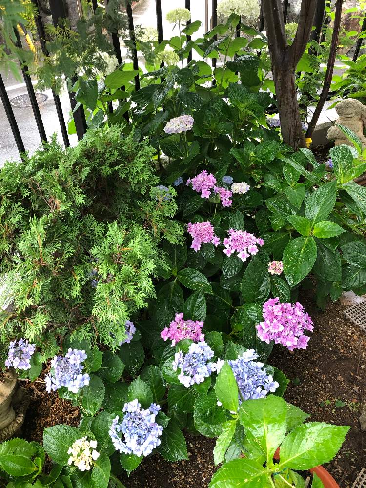 紫陽花の投稿画像 By Yクリスマスローズyさん 紫陽花 アナベルとアジサイ舞孔雀と紫陽花マジカルとアジサイ 卑弥呼とチーム愛知 月6月13日 Greensnap グリーンスナップ