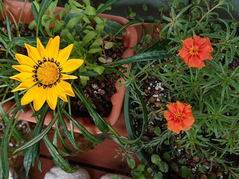 ガザニアの投稿画像 By るんるんさん マツバボタンとおうち園芸 月6月13日 Greensnap グリーンスナップ