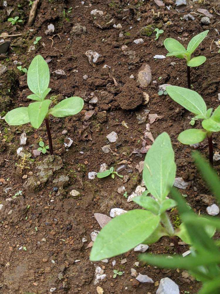 大輪ヒマワリ ロシア どこまで大きくなるかチャレンジ Greensnap グリーンスナップ