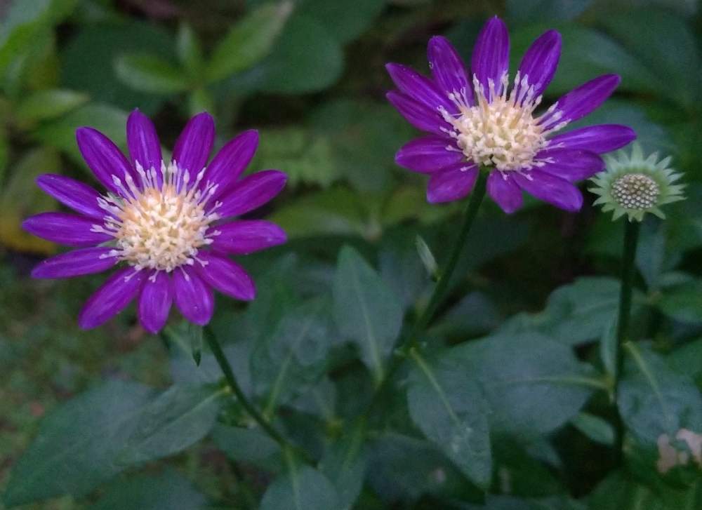 ミヤコワスレの投稿画像 By ドロップさん 山野草と花のある暮らしと紫色の花とミヤコワスレ 月6月13日 Greensnap グリーンスナップ