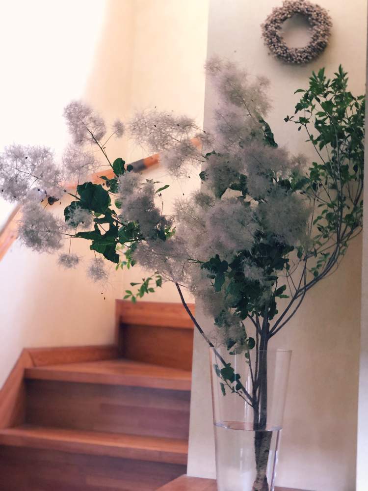 おうちグリーンの投稿画像 By たけ さん スモークツリー とおうち時間とナチュラルインテリアとどうだんつつじ と切り花 月6月13日 Greensnap グリーンスナップ