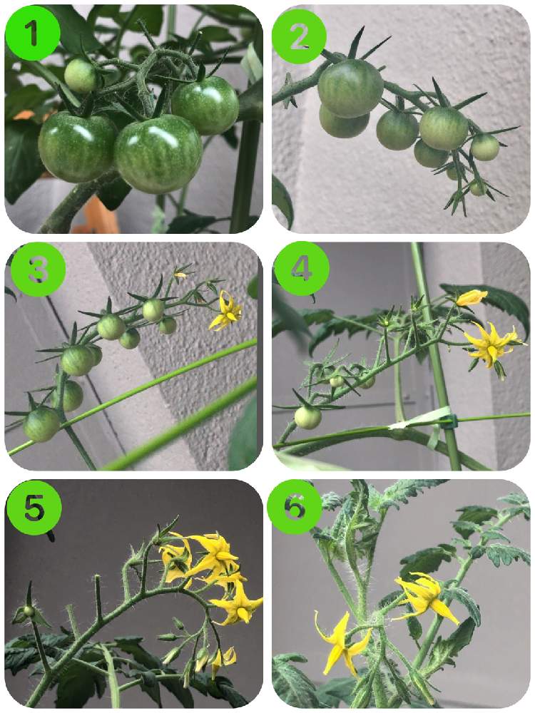 ミニトマトの投稿画像 By Minolityさん 相談とトマト栽培とおうちde菜園 月6月13日 Greensnap グリーンスナップ