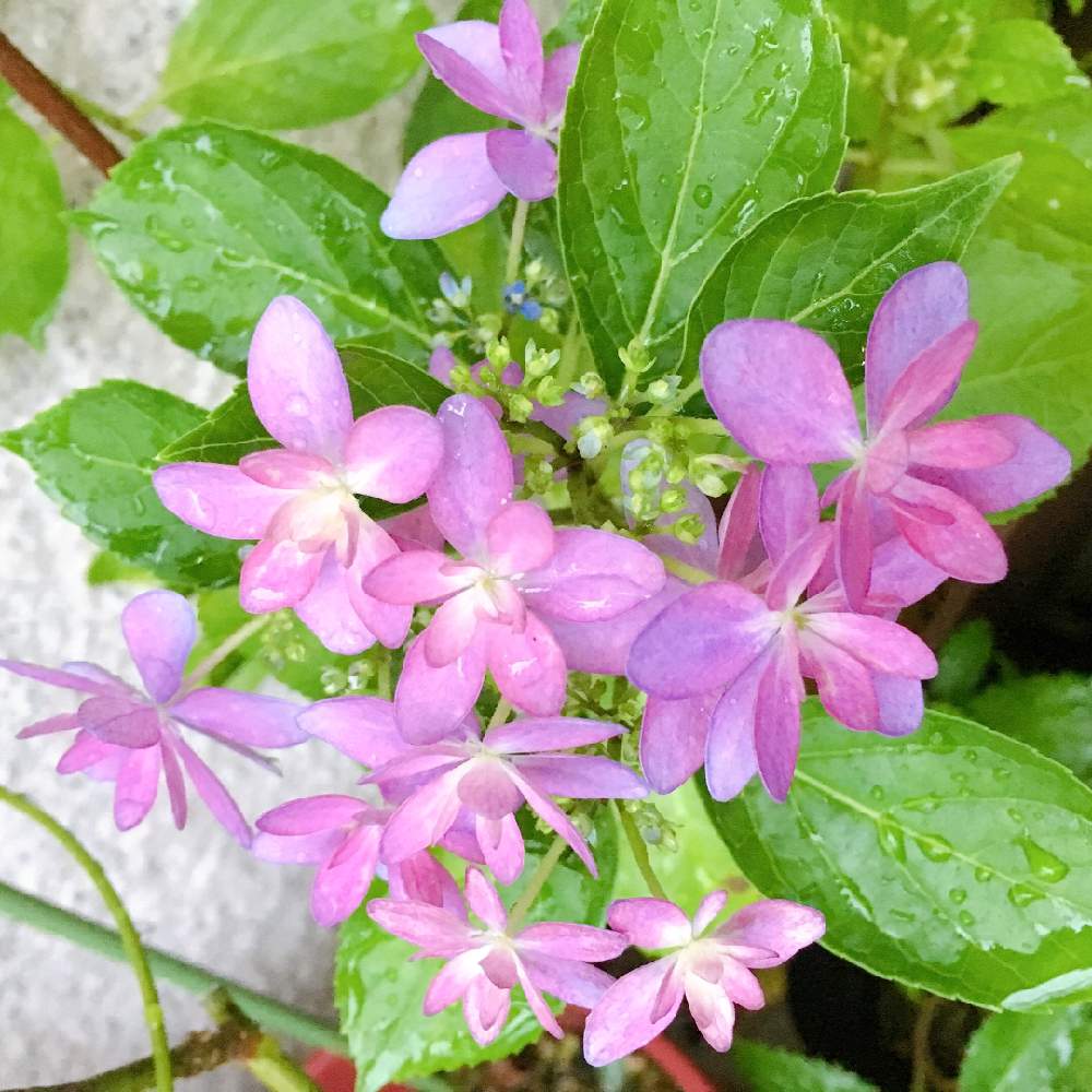 季節を感じる の投稿画像 By ジュニさん 玄関ポーチとおうち園芸と紫陽花 O と花のある暮らしと我が家の紫陽花さん 月6月13日 Greensnap グリーンスナップ