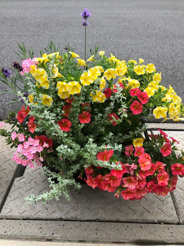 イングリッシュラベンダーの投稿画像 By Yuzugreenさん スーパーベルレモンスライスとヘリクリサムシルバーミストとバーベナ 桜スターとスーパーベル リッチ サンライズと玄関とガーデニングフェスフォトコンとおうち園芸とガーデニングフェスフォトコンとおうち園芸