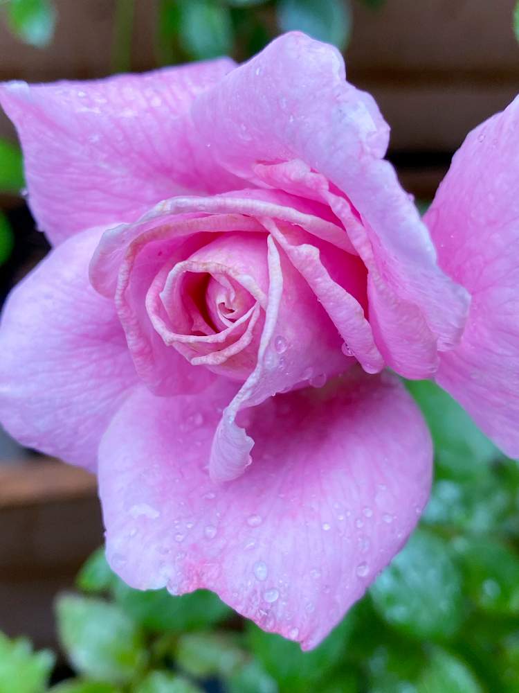 小さな庭の画像 by なおさん | 小さな庭とアワーラストサマーと植物愛がとまらないとよろしくお願いしますとばら バラ 薔薇とアワーラストサマー♡とピンク❤︎ピンクと大好きとおうち園芸と植中毒と可愛いとGSでバラ園とバラ・ミニバラ