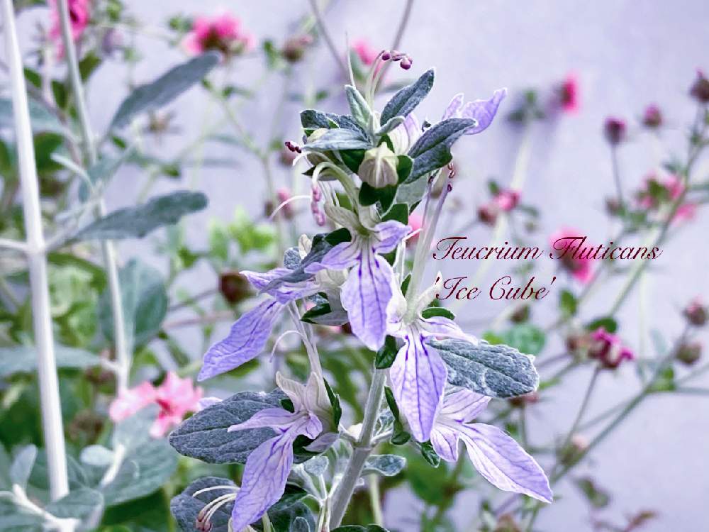 ツリージャーマンダーの投稿画像 By Miccoさん シソ科ニガクサ属 月6月13日 Greensnap グリーンスナップ