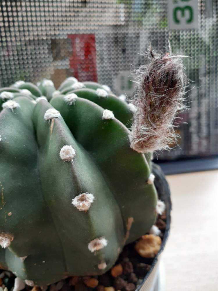 刺無し短毛丸のつぼみから開花までの記録｜🍀GreenSnap（グリーン