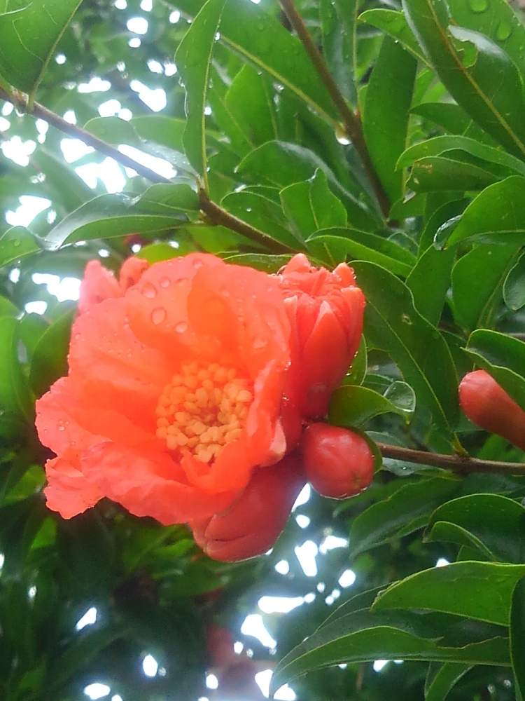 ザクロの投稿画像 By せつ工房さん 庭木と花のある暮らしと茶花 月6月13日 Greensnap グリーンスナップ