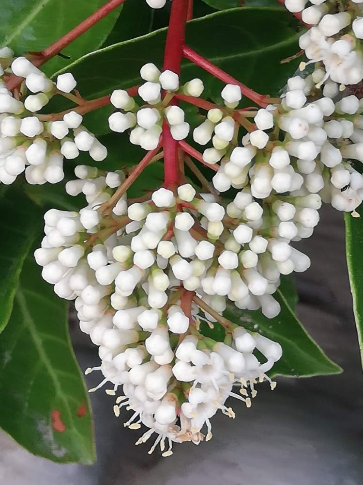 サンゴジュの花の投稿画像 By Satoさん 月6月13日 Greensnap グリーンスナップ