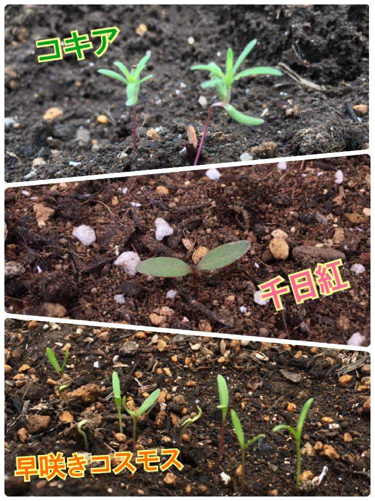 100均の種で成長記録チャレンジ Greensnap グリーンスナップ