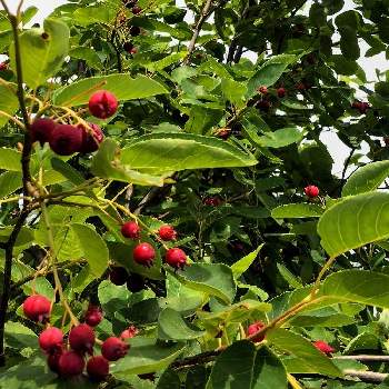 ジューンベリーの赤い実の投稿画像一覧 Greensnap グリーンスナップ