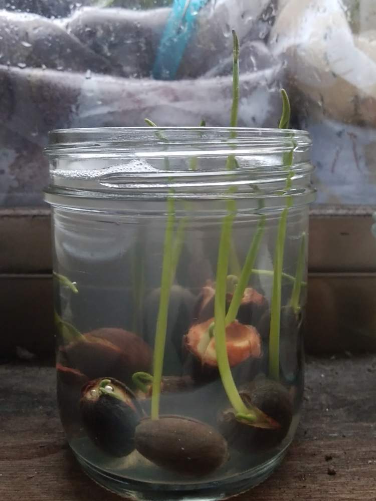チャワンハスの投稿画像 By 照月斎さん ミニ蓮と窓辺と実験中と種からとおうち園芸と水耕栽培と成長記録と実験中と種からとおうち園芸と水耕栽培と成長記録 月6月13日 Greensnap グリーンスナップ Greensnap グリーンスナップ チャワンハスの投稿画像 By 照月斎さん ミニ蓮と窓辺と実験中と種からとおうち園芸と水耕栽培と成長記録と実験中と種からとおうち園芸と水耕栽培と成長記録 月6月13日 Greensnap グリーンスナップ Greensnap グリーンスナップ