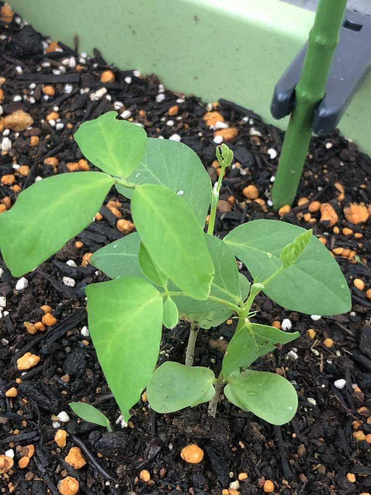 バタフライピー日記 Greensnap グリーンスナップ