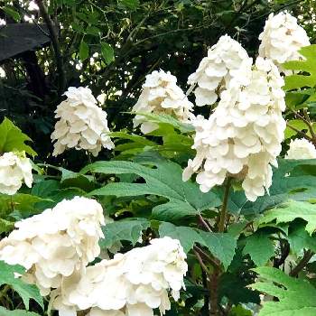 柏葉アジサイ スノークイーンの投稿画像一覧 Greensnap グリーンスナップ 柏葉アジサイ スノークイーンの投稿画像一覧 Greensnap グリーンスナップ