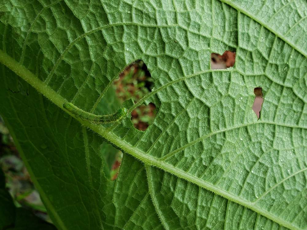 ヤーコンの投稿画像 By ちょこんニャさん 小さい庭と家庭菜園とおうちde菜園と害虫駆除とおうち園芸 月6月13日 Greensnap グリーンスナップ