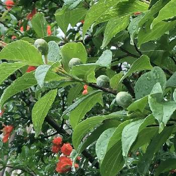 シャラの木の画像 by リンツさん | 小さな庭と蕾がきれいとシャラの木と庭の花と深緑と梅雨を楽しむ