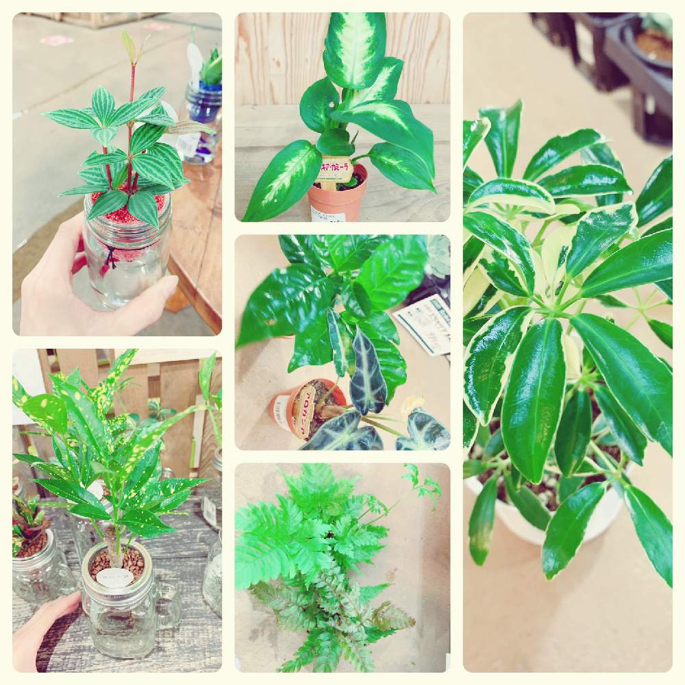 アロカシアの投稿画像 By 西村ジョイ 成合店さん ぺぺロミアと部屋と観葉植物と入荷情報 と西村ジョイ 成合店と香川県とホームセンター とインテリアグリーンと観葉植物と入荷情報 と西村ジョイ 成合店と香川県とホームセンターとインテリアグリーン 月6月13日