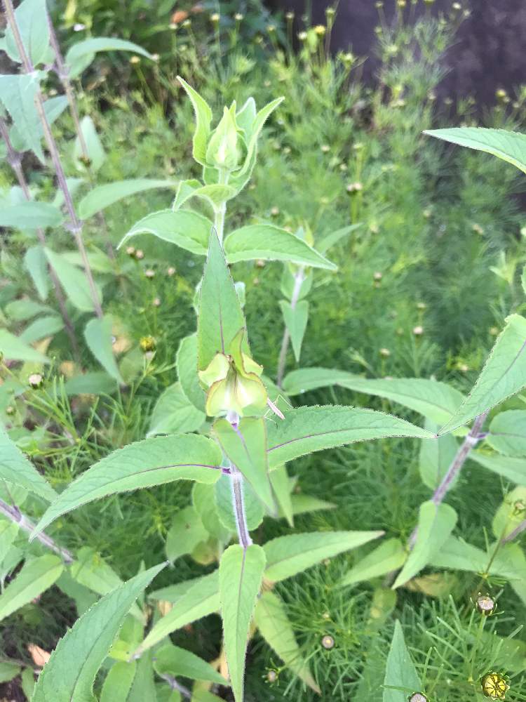 ベルガモットの投稿画像 By Rさん 糸葉春車菊 イトバハルシャギク と耐寒性宿根草と植えっぱなしと宿根と雑草対策と地植え 月6月13日 Greensnap グリーンスナップ