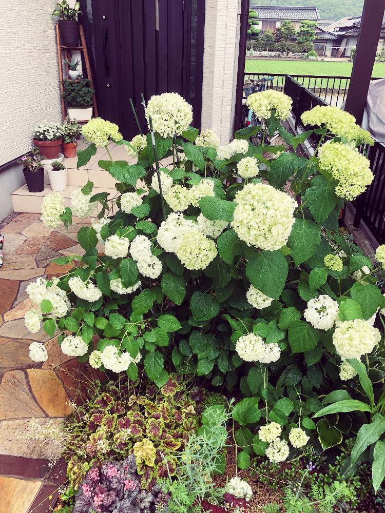 アナベルの投稿画像 By つばきさん 庭の花とアナベル 紫陽花とアジサイ 紫陽花と我が家の庭とガーデニングと地植え 月6月13日 Greensnap グリーンスナップ