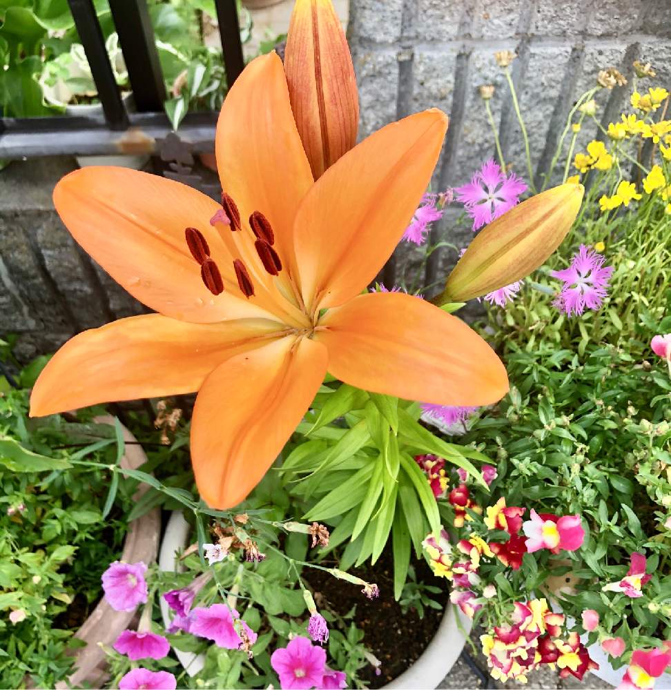 ゆりの投稿画像 By カンパニュラさん いいねありがとう と花が好き とおうち園芸とだ い好き と鉢植えときれーい とオレンジのお花 と花のある暮らし 月6月13日 Greensnap グリーンスナップ
