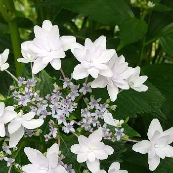 紫陽花 江戸の花火の投稿画像一覧 Greensnap グリーンスナップ
