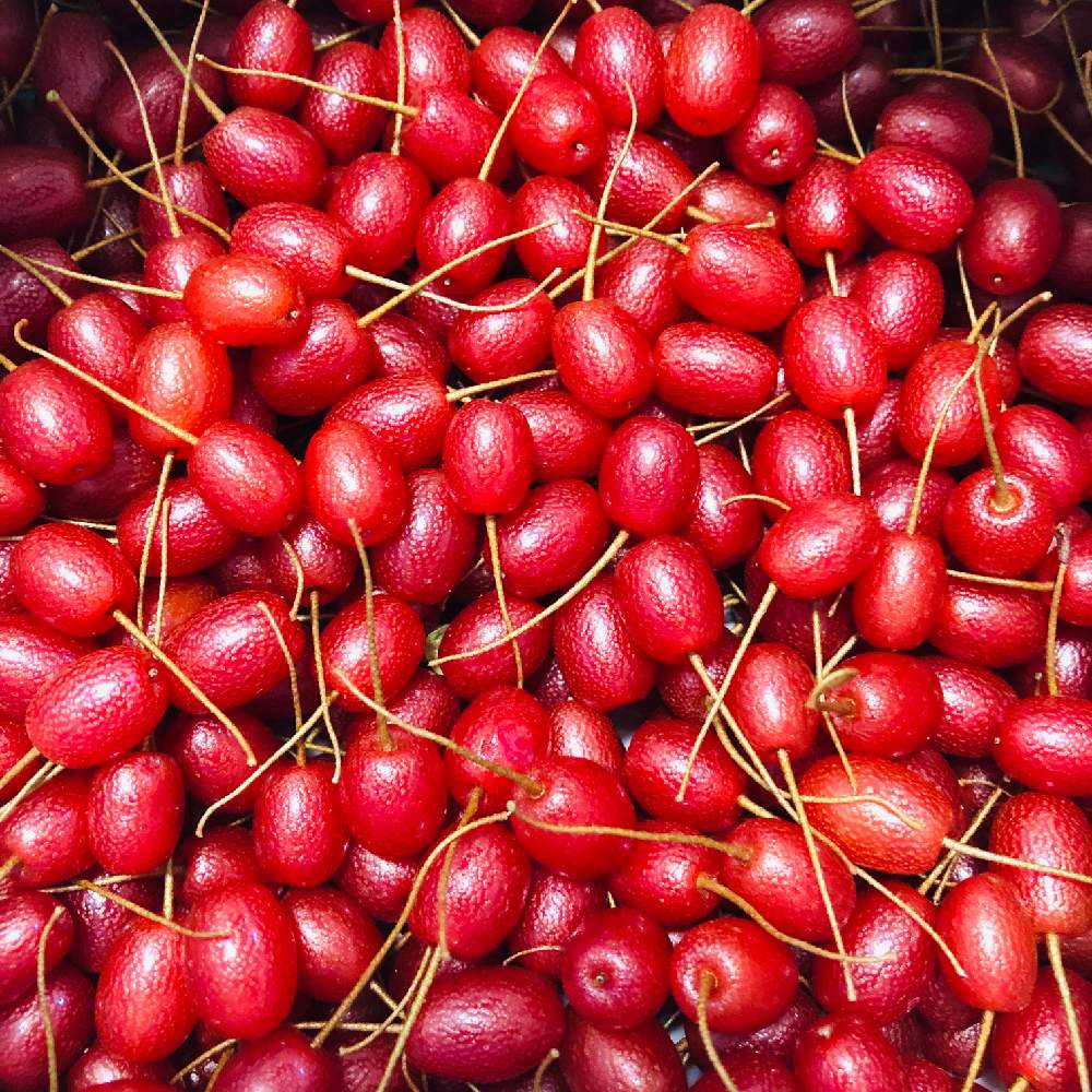 ナツグミの投稿画像 By ぽぷりさん 赤い実と相談とグミの実と赤い実と相談とグミの実 月6月13日 Greensnap グリーンスナップ Greensnap グリーンスナップ