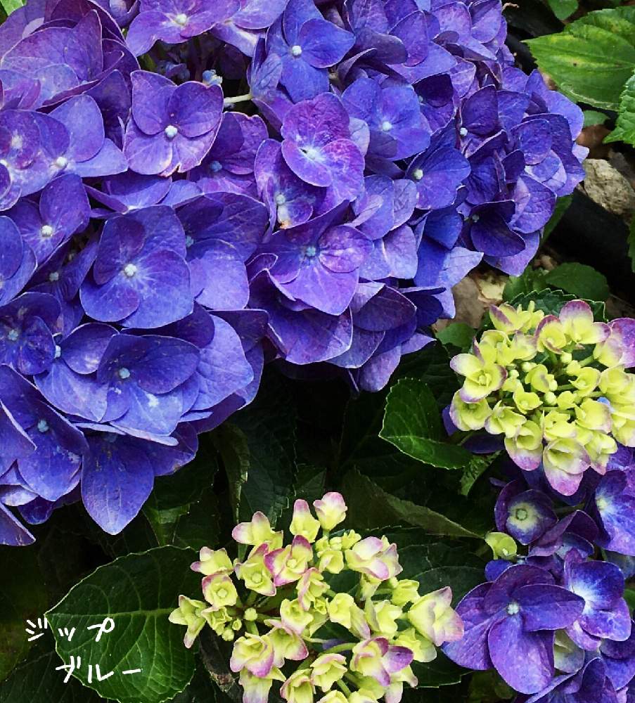 アジサイの投稿画像 By せーらさん ハイドランジアとジップブルーと新型コロナウィルスに負けるなと癒しと青い花とこんな時こそ花をと紫陽花 アジサイ あじさいと散策と鮮やか と綺麗な色 と手まり咲きとカッコいい 月6月13日 Greensnap グリーンスナップ