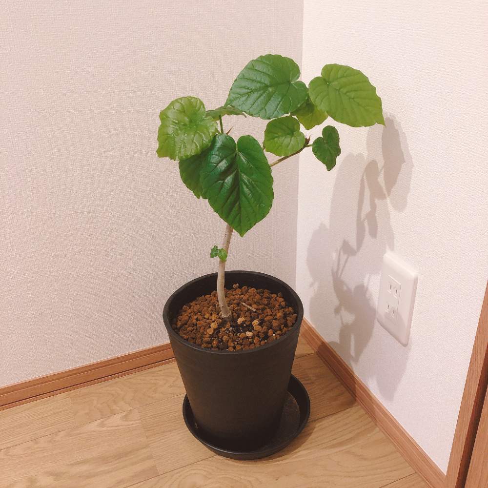 ウンベラータの投稿画像 By なめこさん 観葉植物と初心者とおうち園芸 月6月13日 Greensnap グリーンスナップ
