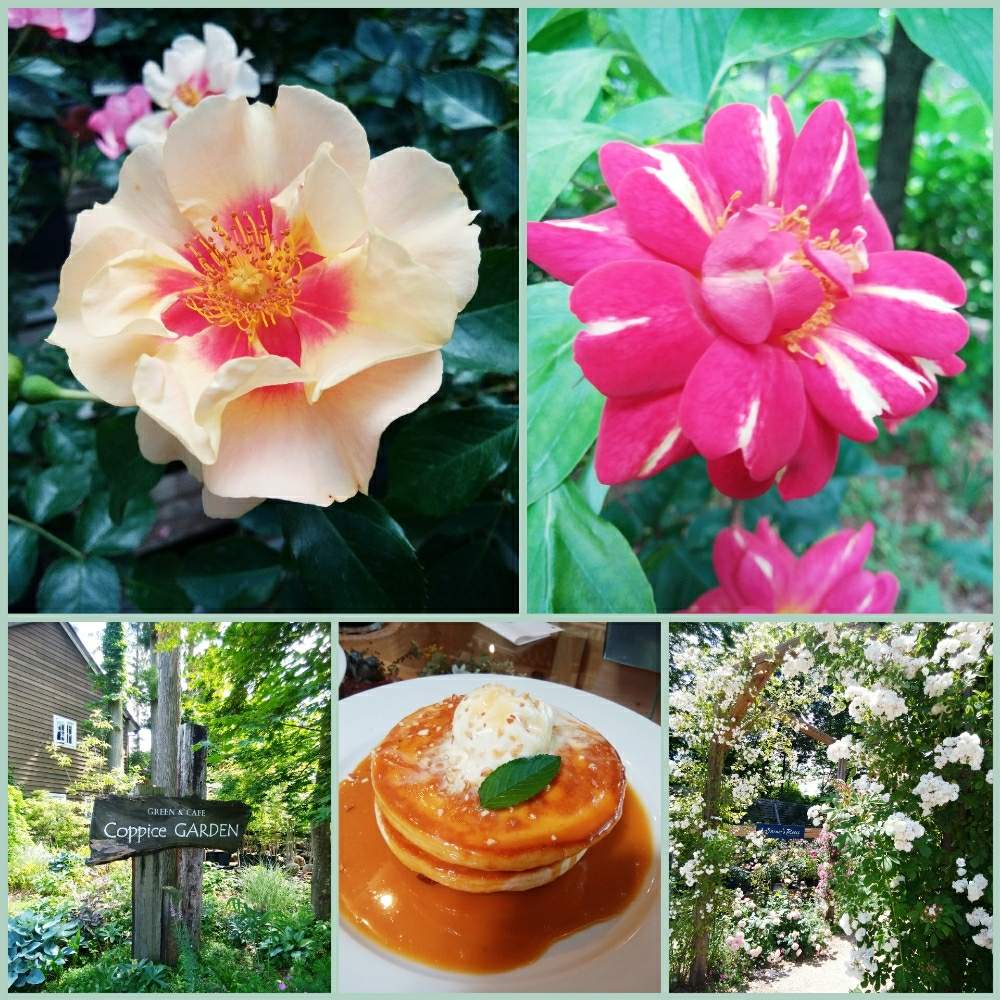 アイオブザタイガーの投稿画像 By ルビーさん アールヌーヴォーとバラといい香りといやされるとコピスガーデン那須 月6月13日 Greensnap グリーンスナップ