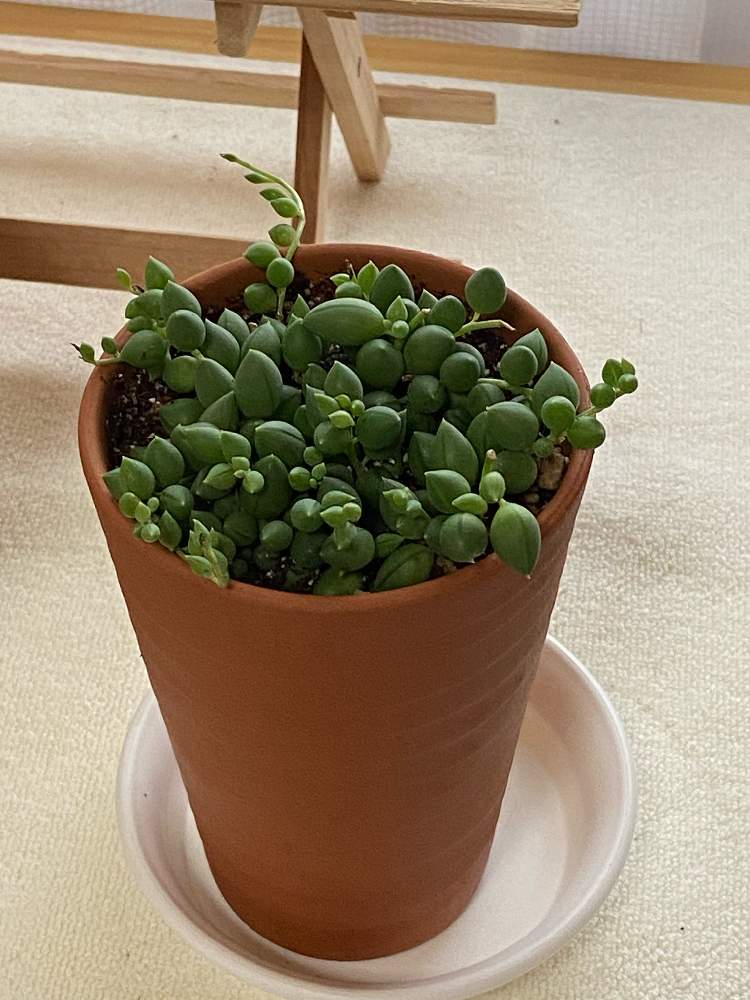 ピーチネックレス Greensnap グリーンスナップ