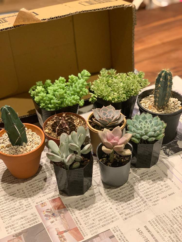 サボテンの投稿画像 By Misaminさん 多肉植物いろいろと多肉植物といい感じ と癒しとさぼてんと夜の園芸と素敵 と緑大好き と楽しい 月6月13日 Greensnap グリーンスナップ