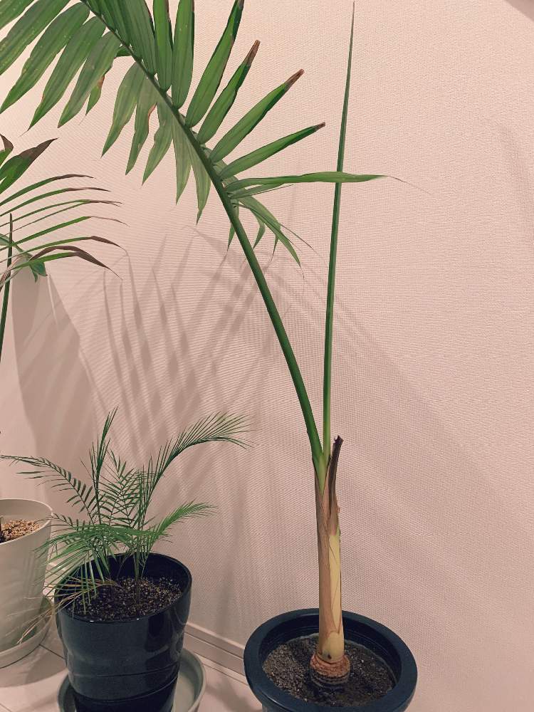 キングパーム　(ユスラヤシ) 希少　送料無料 楽天市場】観葉植物 ユスラヤシ キングパーム 7号鉢 高さ約111cm