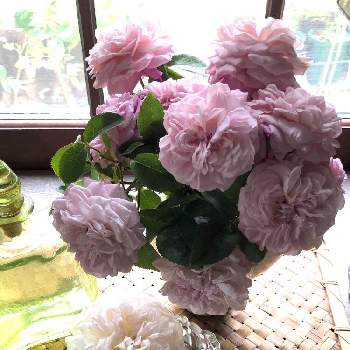 薔薇・パリスの画像 by てぃあらさん | 薔薇・パリスと小さな花の庭とバラのある暮らしとおうち園芸と薔薇 ・ボレロ