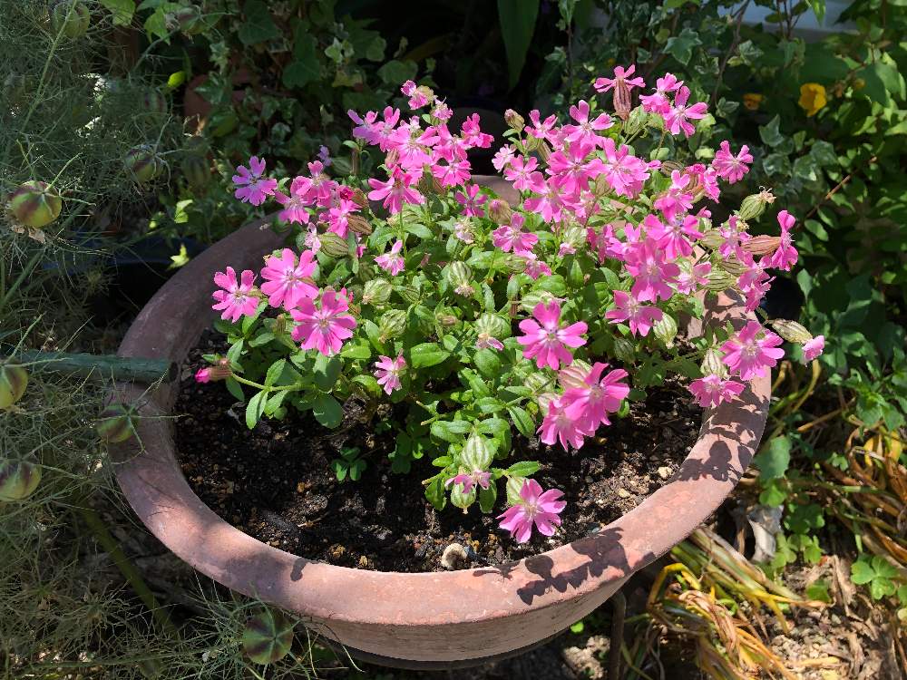 ふくろナデシコ シレネ ペンデュラの投稿画像 By 竹とんぼさん 月6月13日 Greensnap グリーンスナップ Greensnap グリーンスナップ