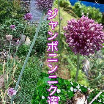 ジャンボニンニクの花の投稿画像一覧 Greensnap グリーンスナップ