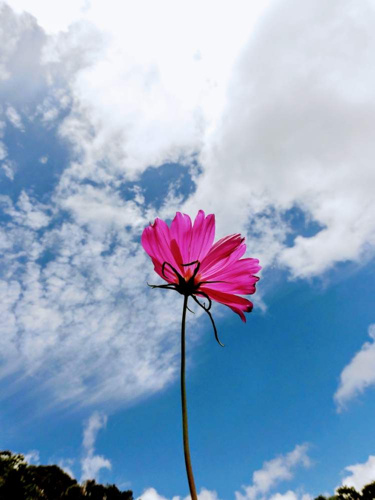 コスモスの投稿画像 By ランプアイさん 秋桜の花とおうち園芸と秋に咲くと赤い花と青い空に 月6月13日 Greensnap グリーンスナップ