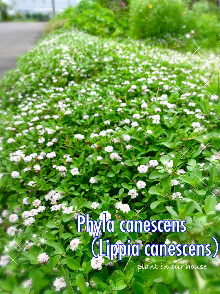 ヒメイワダレソウの投稿画像 By Kane Flowerさん リッピアと埼玉県とおうち園芸とおうちde菜園とk F家庭菜園 月6月13日 Greensnap グリーンスナップ