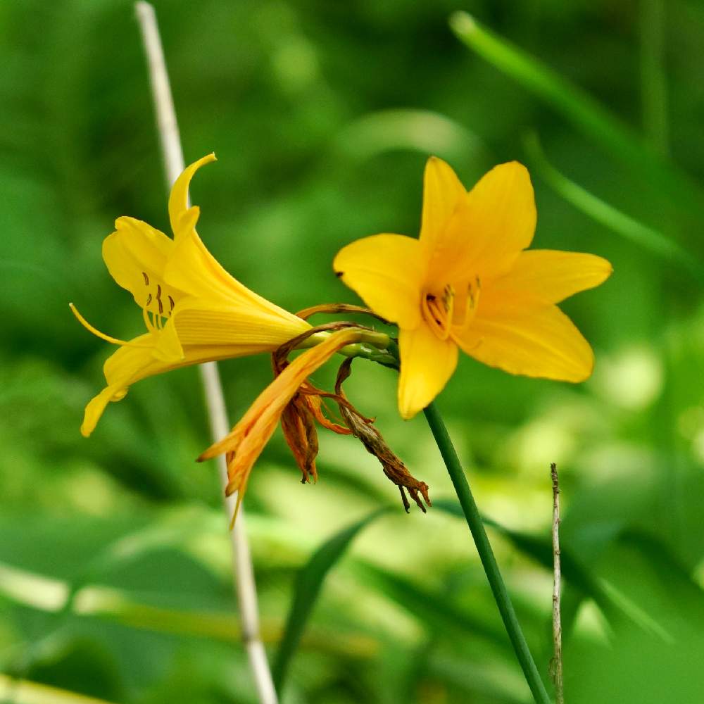 ニッコウキスゲの投稿画像 By Makihikoさん 月6月14日 Greensnap グリーンスナップ