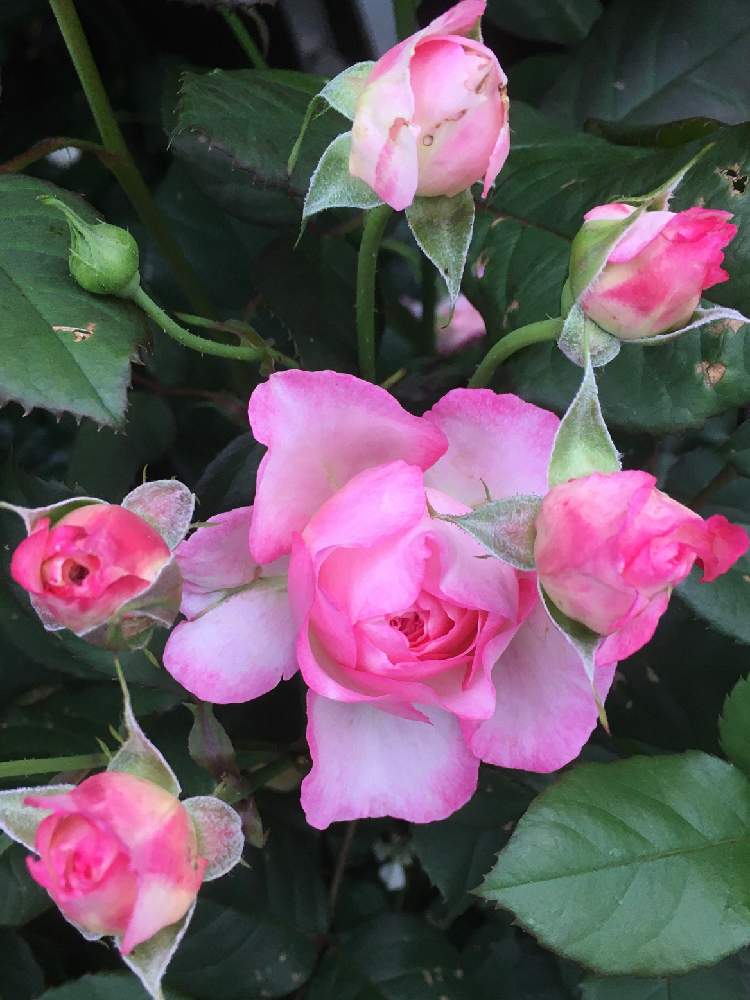 薔薇 マダムドゥスタールの投稿画像 By Mizzaさん ガーデニングと花のある暮らしとばら バラ 薔薇とおうち園芸 月6月14日 Greensnap グリーンスナップ