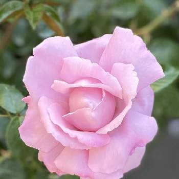 心を癒す花♡の画像 by ちきさん | エントランスと可愛い〜♡と挿し木の薔薇と心を癒す花♡とありがとうーねー☺️