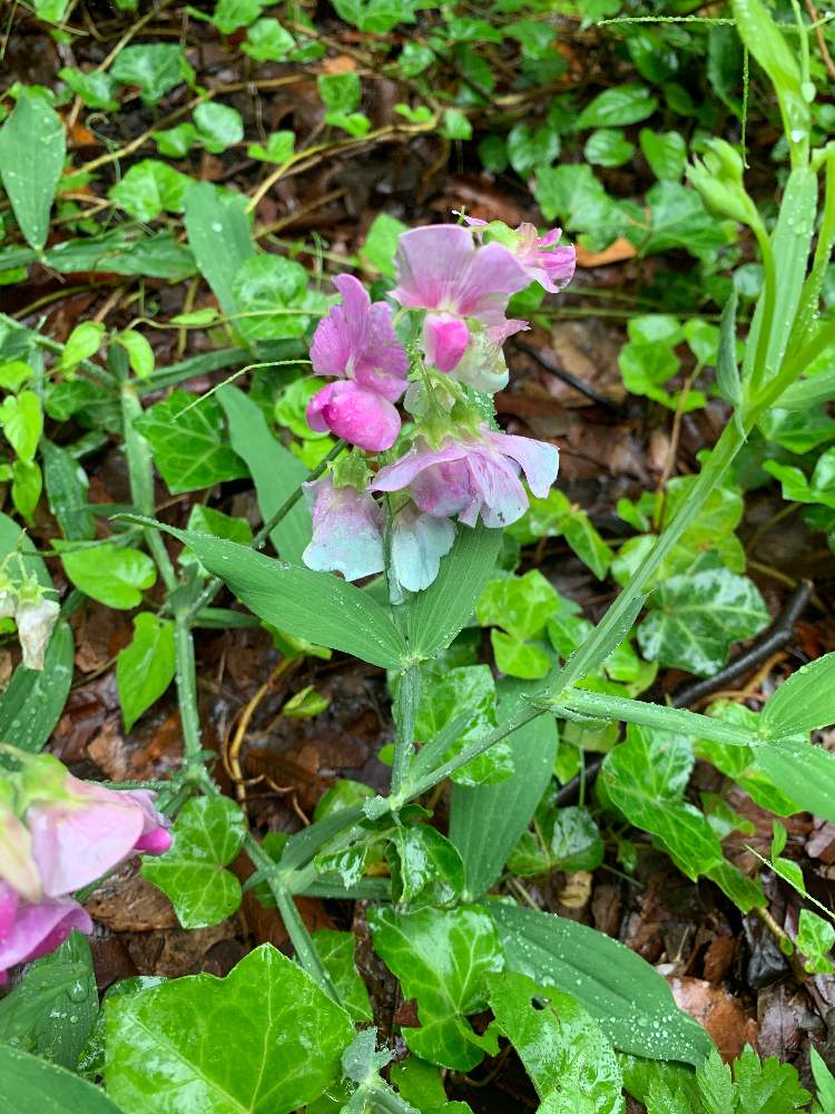 ネメシアの投稿画像 By カムさん 月6月14日 Greensnap グリーンスナップ